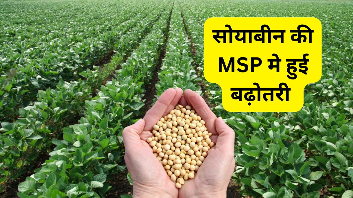 Soybean MSP Price